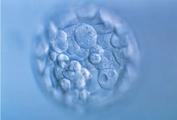 常州捐卵qq群：胚胎从体外受精卵发育通常需要多长时间？